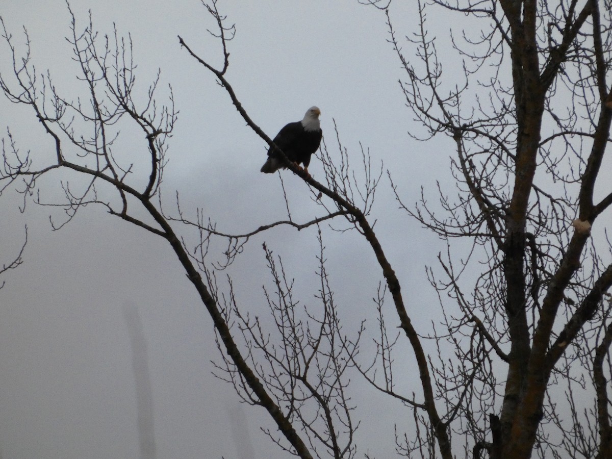 Орлан білоголовий - ML646719445