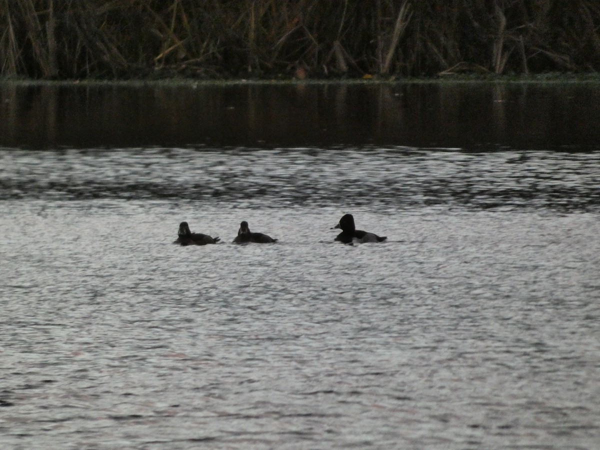 Чернь канадська - ML646719454