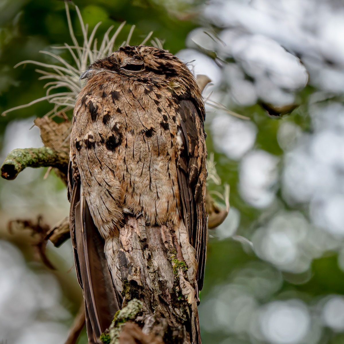 Common Potoo - ML646719458