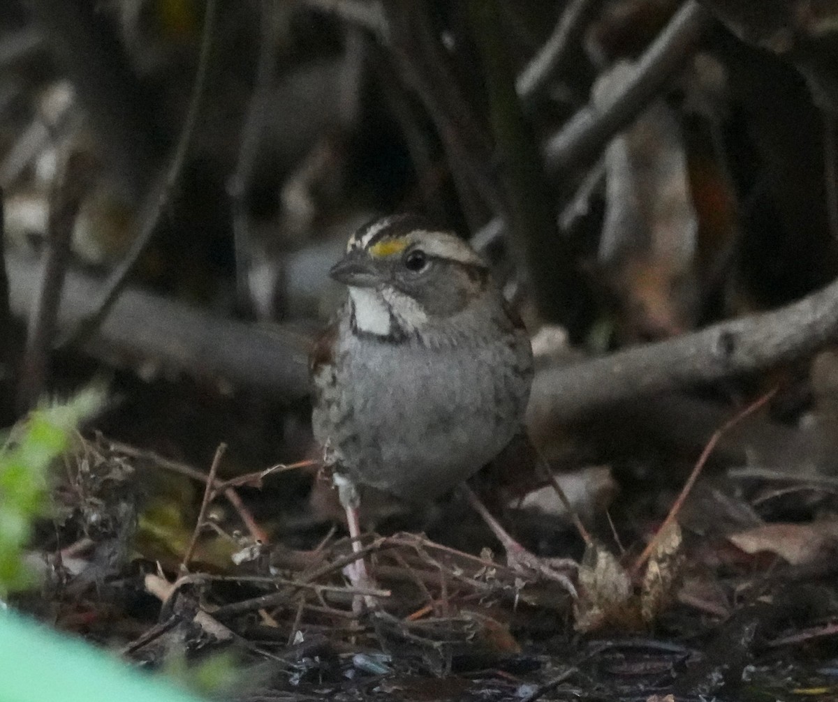 White-throated Sparrow - ML646719462