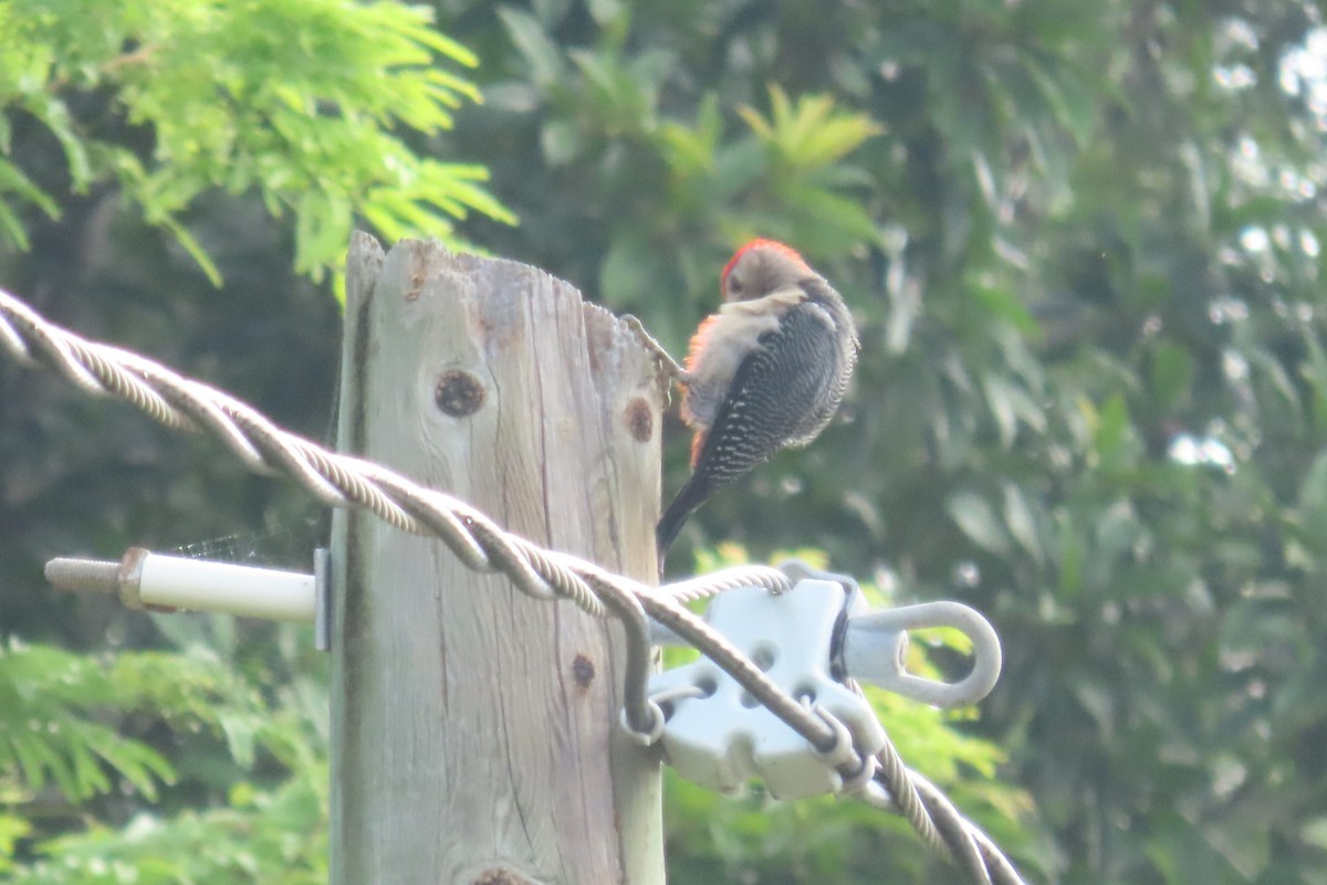 Golden-fronted Woodpecker - ML646719463