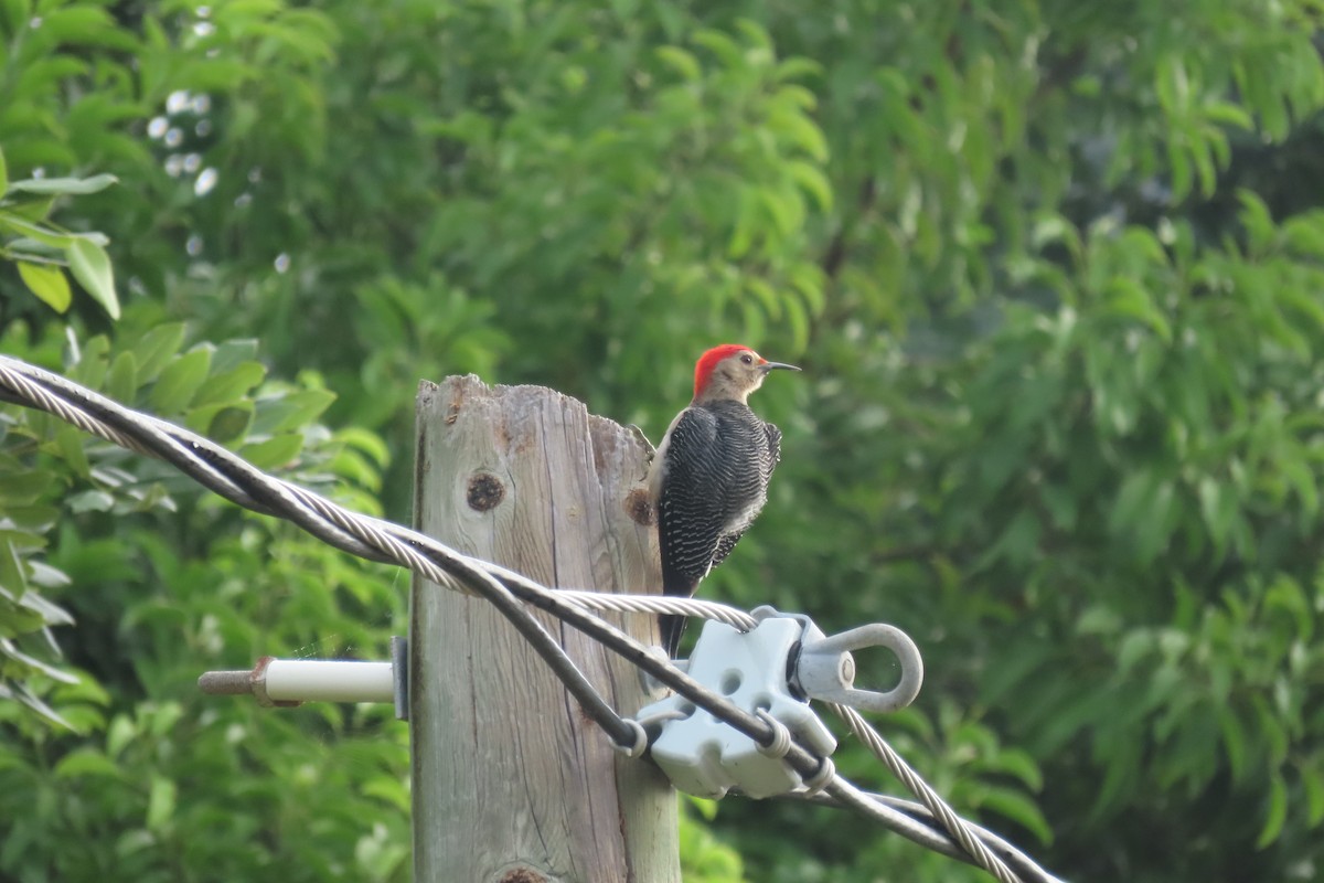 Golden-fronted Woodpecker - ML646719464
