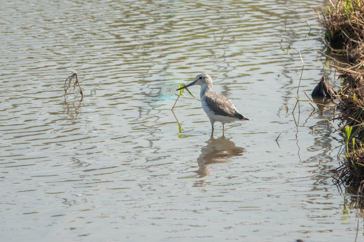 vodouš šedý - ML646719469