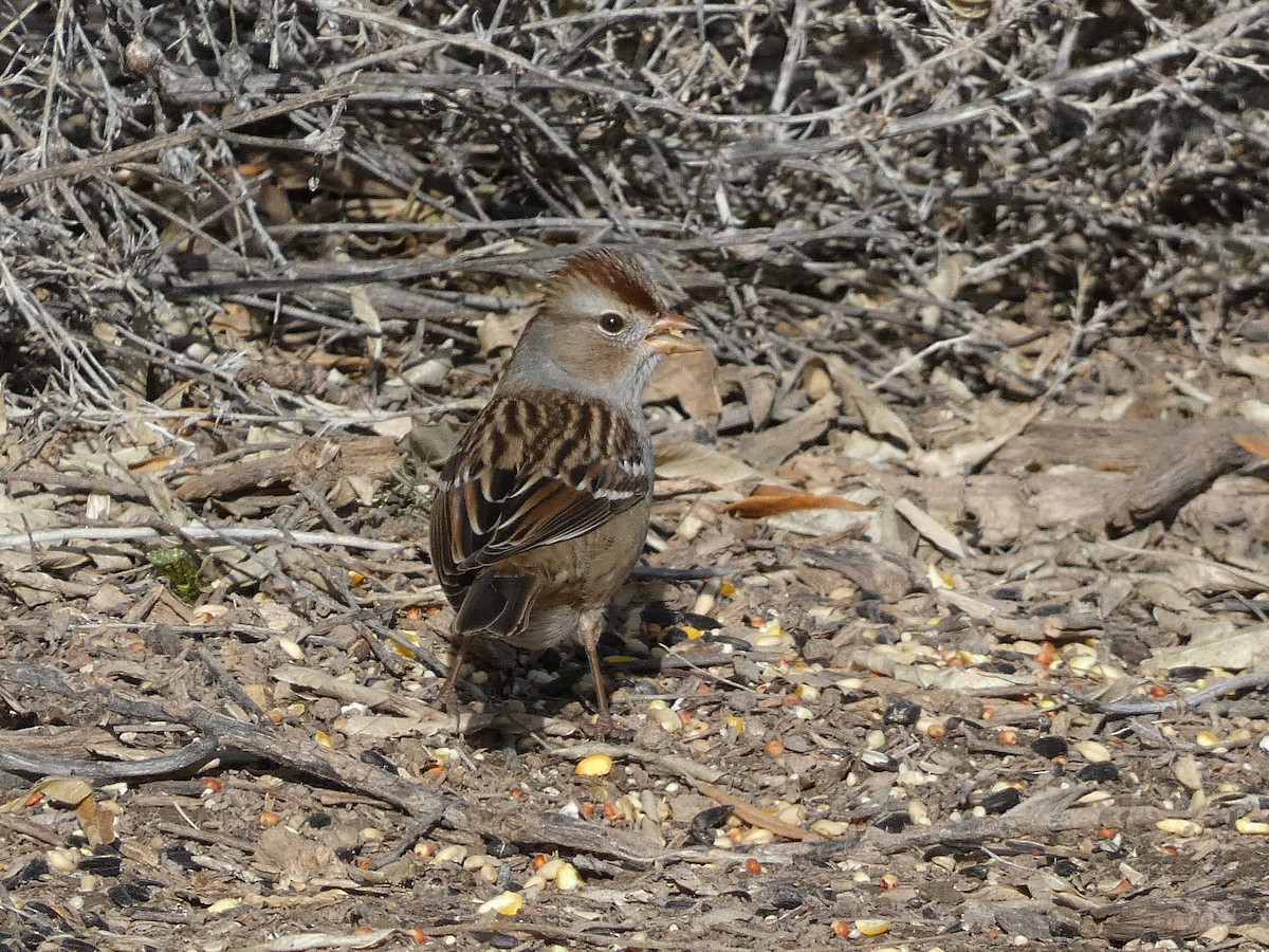 Dachsammer - ML646719473