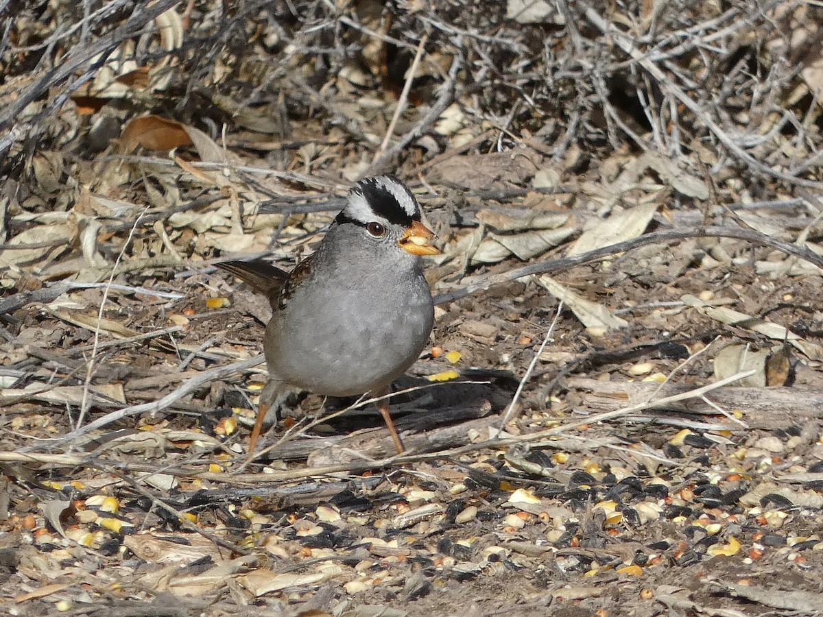 Dachsammer - ML646719474