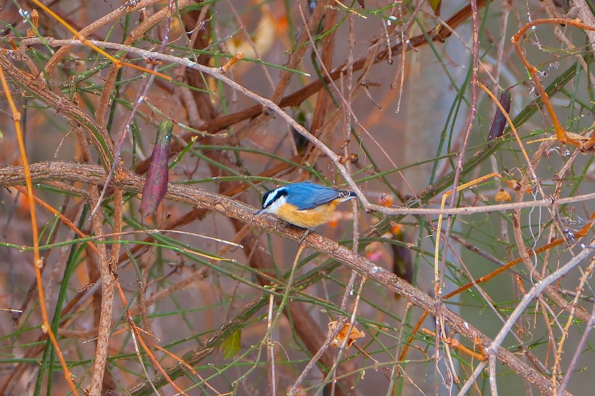 Повзик канадський - ML646719479