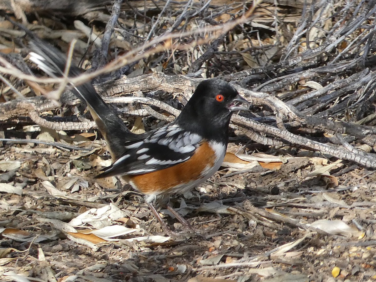 Fleckengrundammer - ML646719481