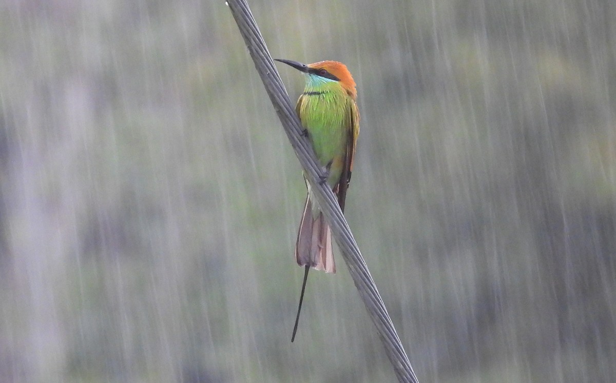 Asian Green Bee-eater - ML646719485