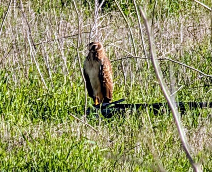 Northern Harrier - ML646719487