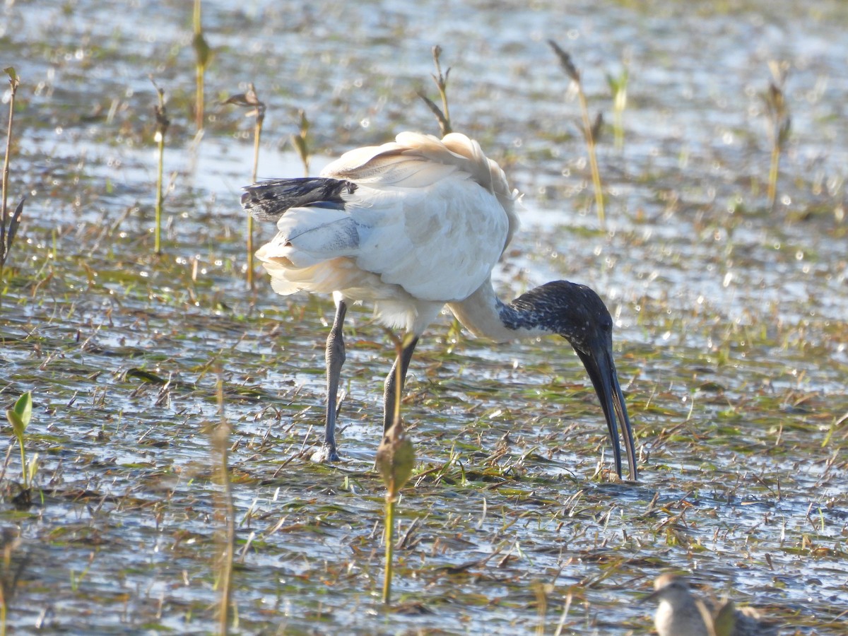 Australian Ibis - ML646719489