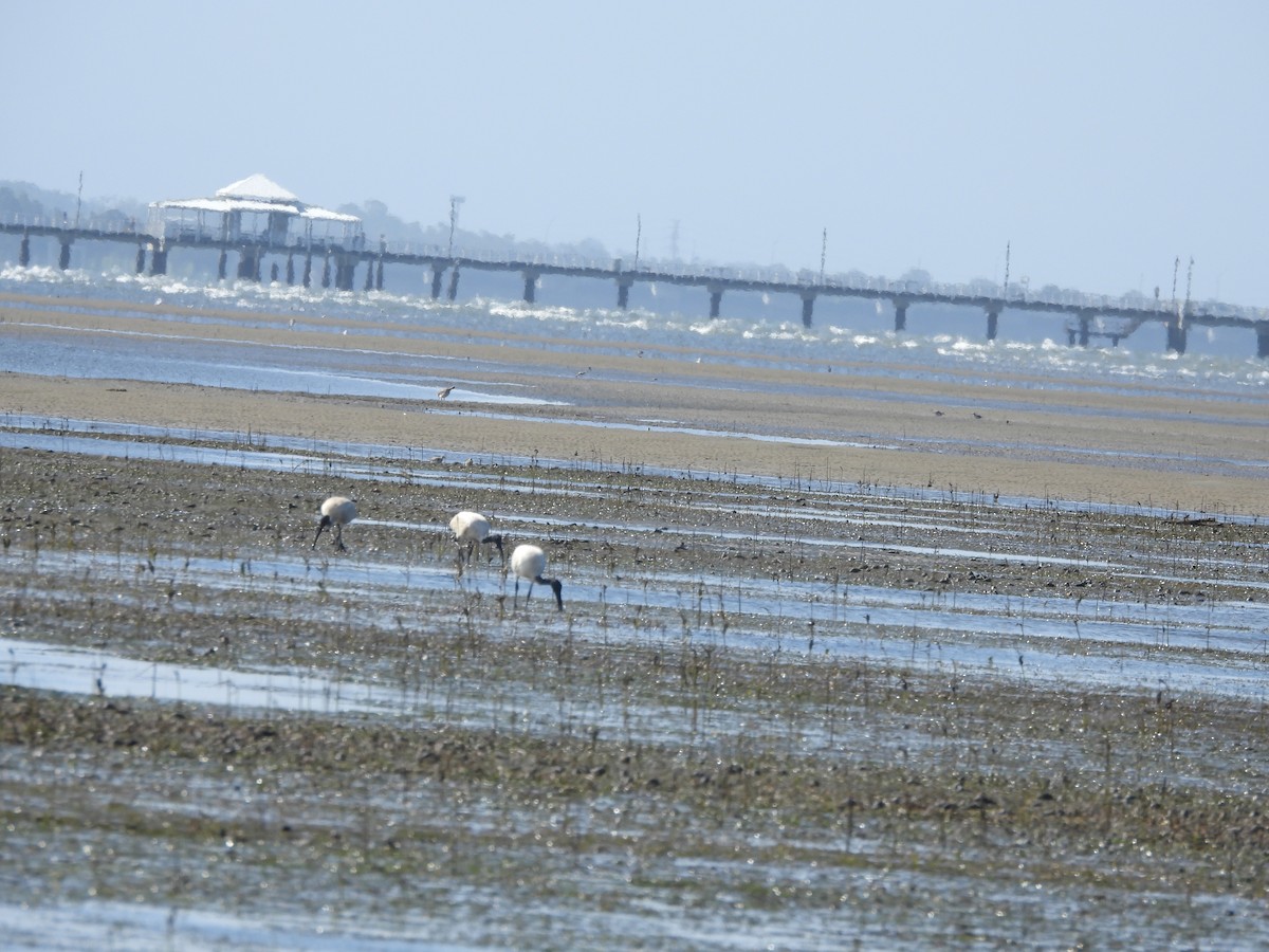 Australian Ibis - ML646719491