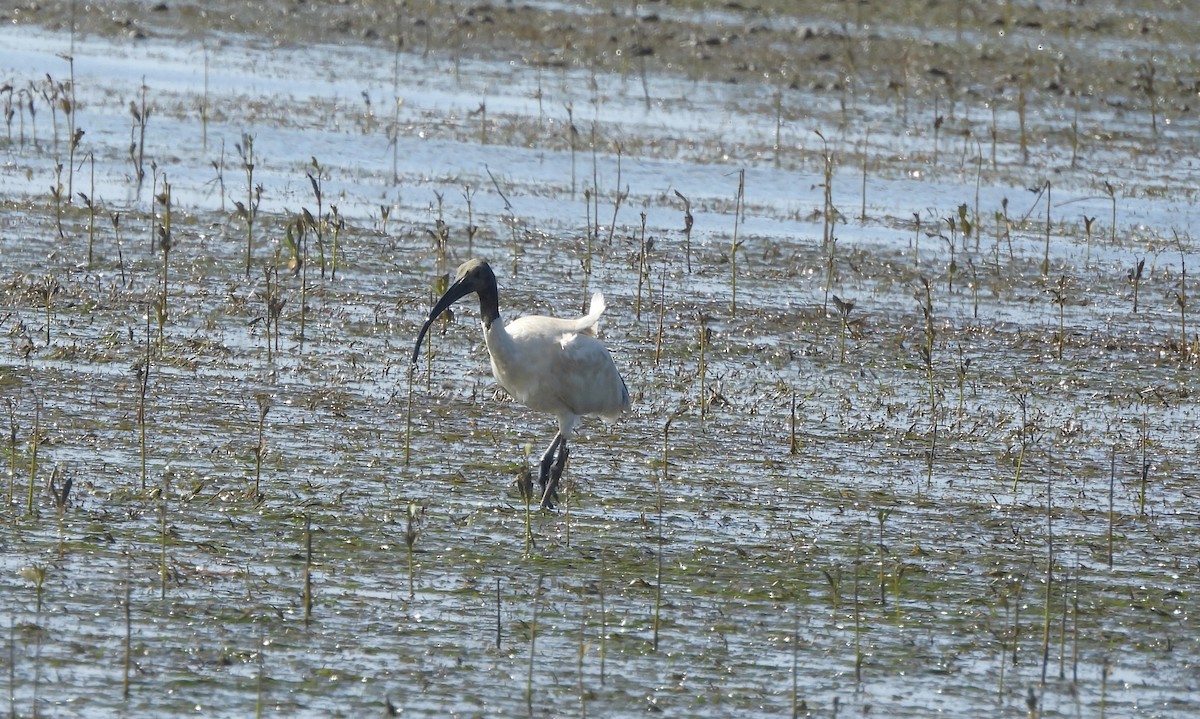 Australian Ibis - ML646719492
