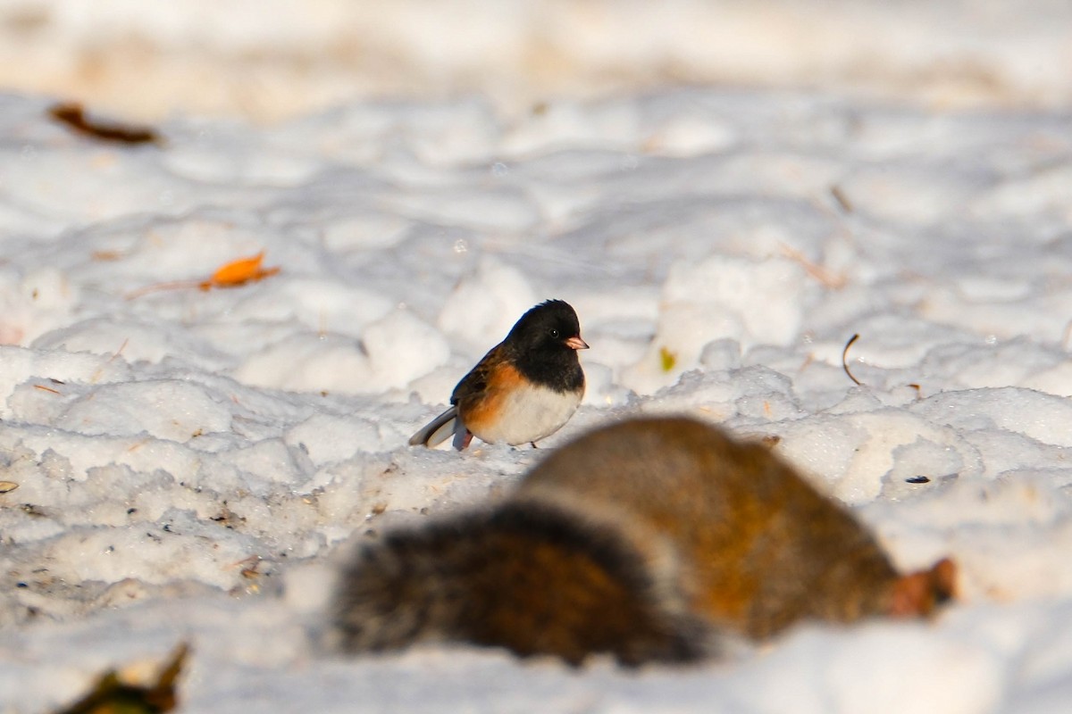 Юнко сірий - ML646719493