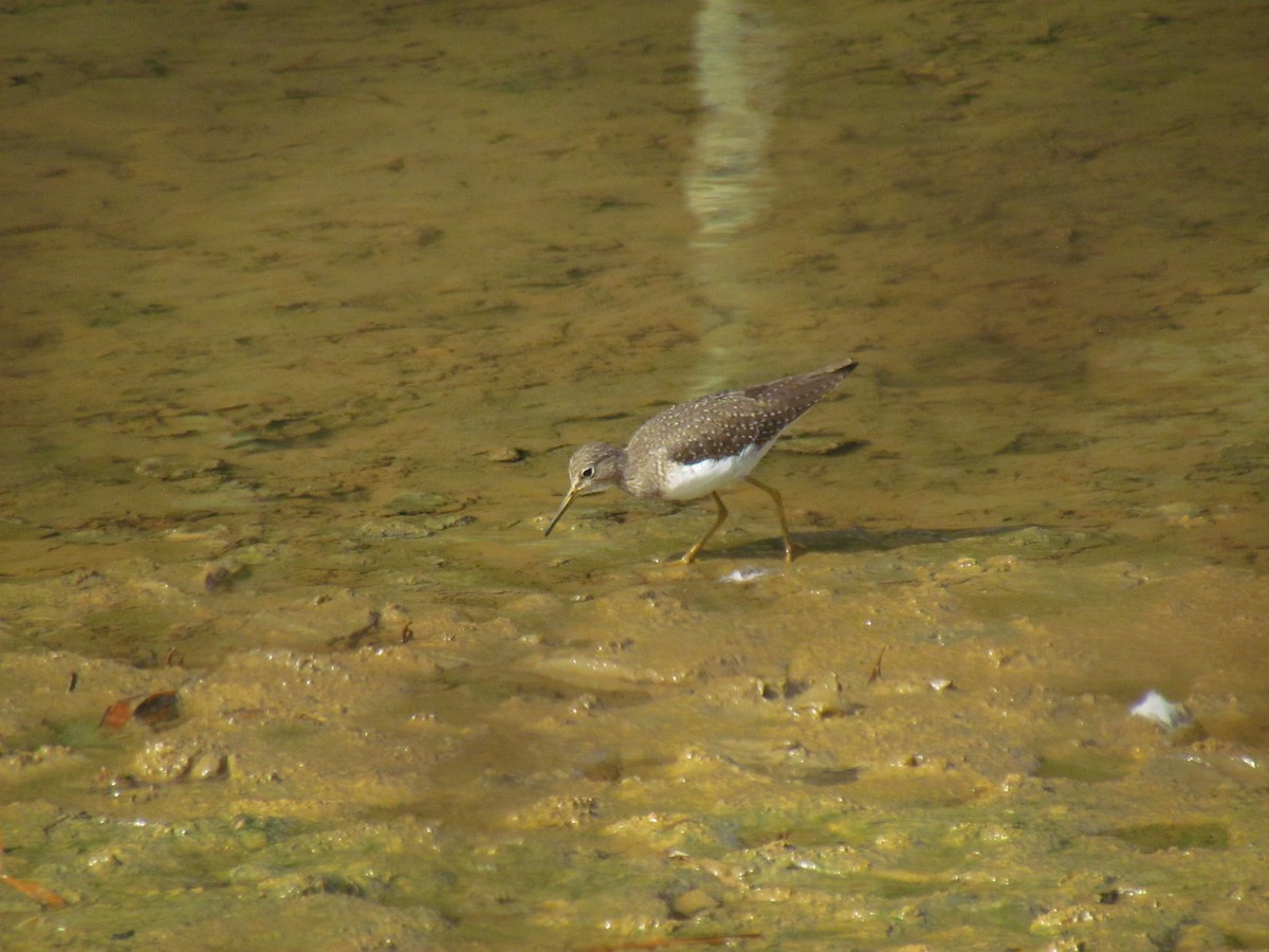 Solitary Sandpiper - ML646719495