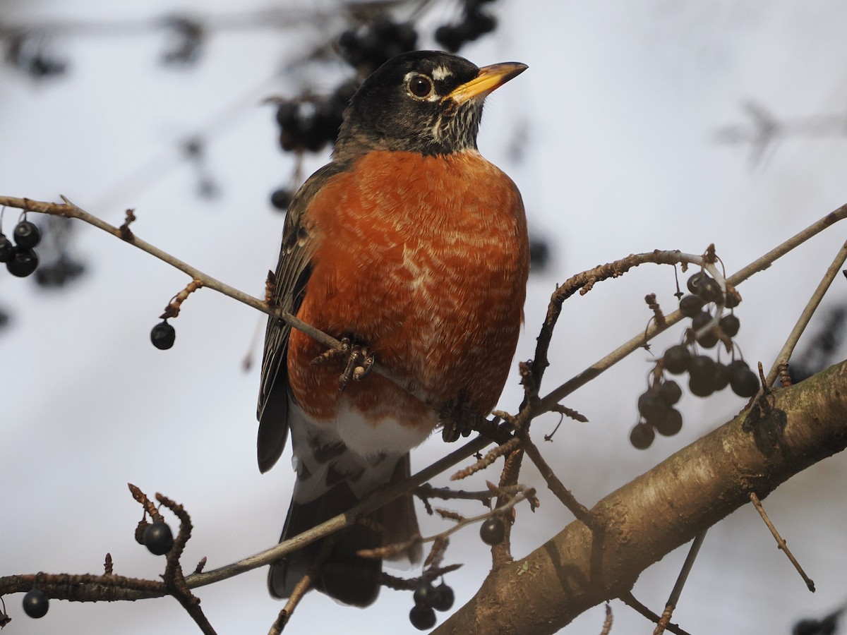 American Robin - ML646719498