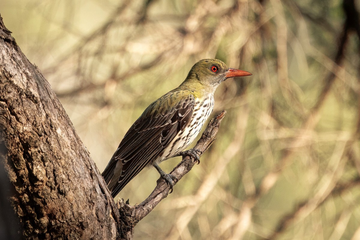 Olive-backed Oriole - ML646719500