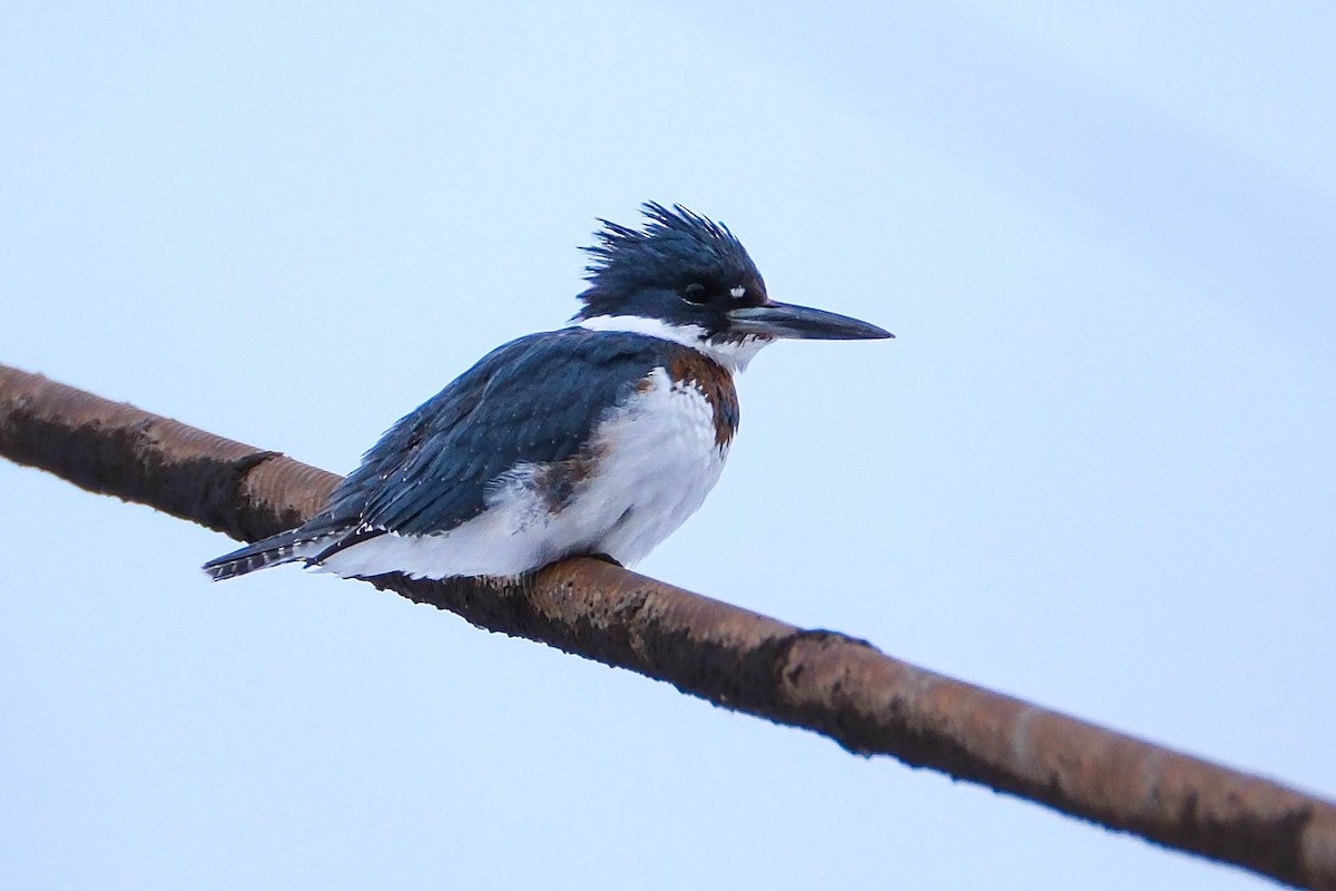 Рибалочка-чубань північний - ML646719501