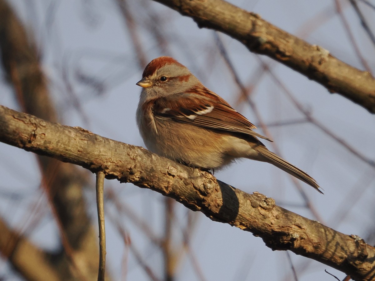 American Tree Sparrow - ML646719502