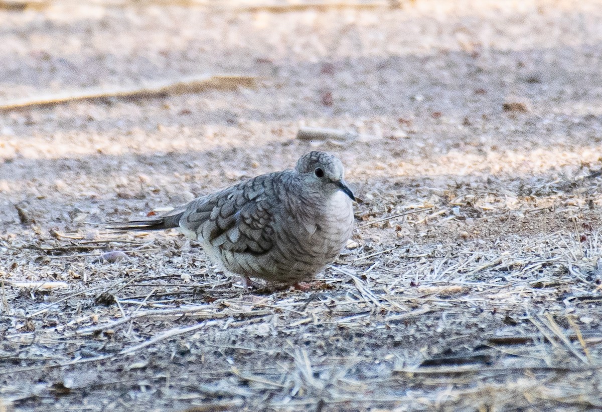 Inca Dove - ML646719503