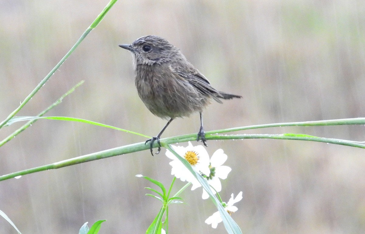 Pied Bushchat - ML646719504