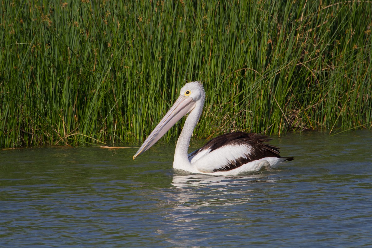 Australian Pelican - ML646719505
