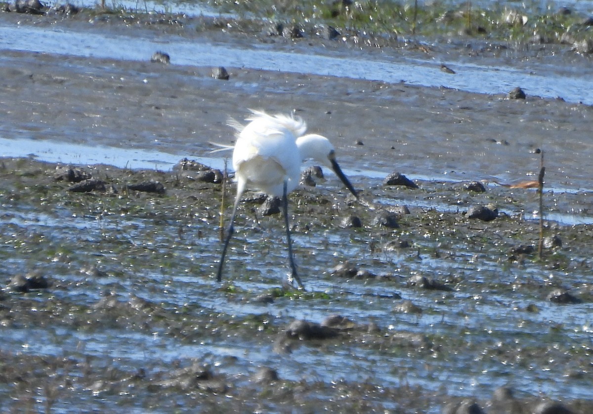 Royal Spoonbill - ML646719506
