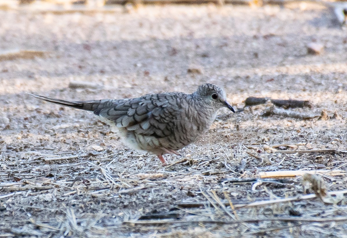 Inca Dove - ML646719507