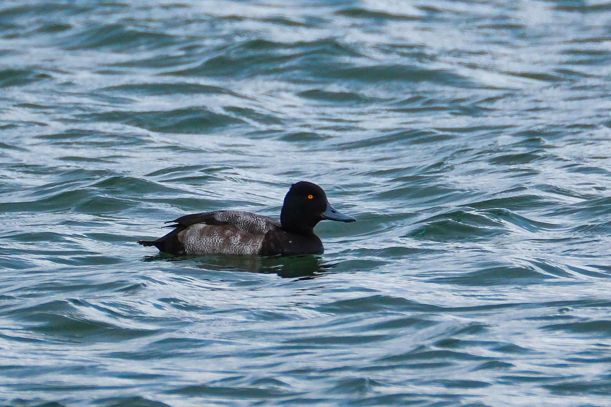 Чернь американська - ML646719508