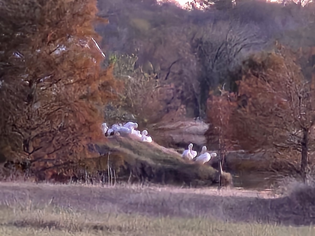 American White Pelican - ML646719509