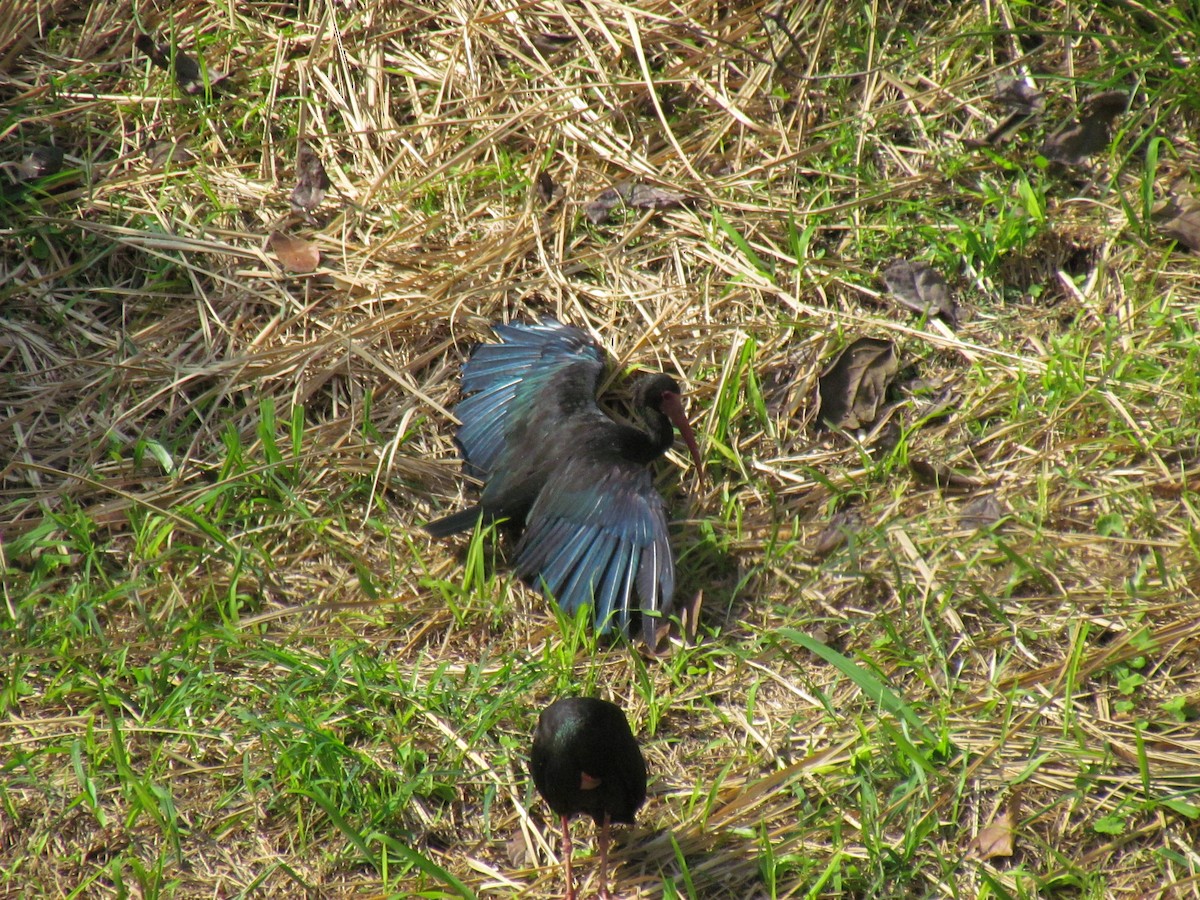 Bare-faced Ibis - ML646719511
