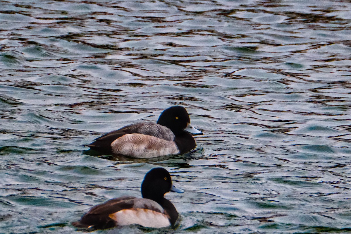 スズガモ - ML646719513