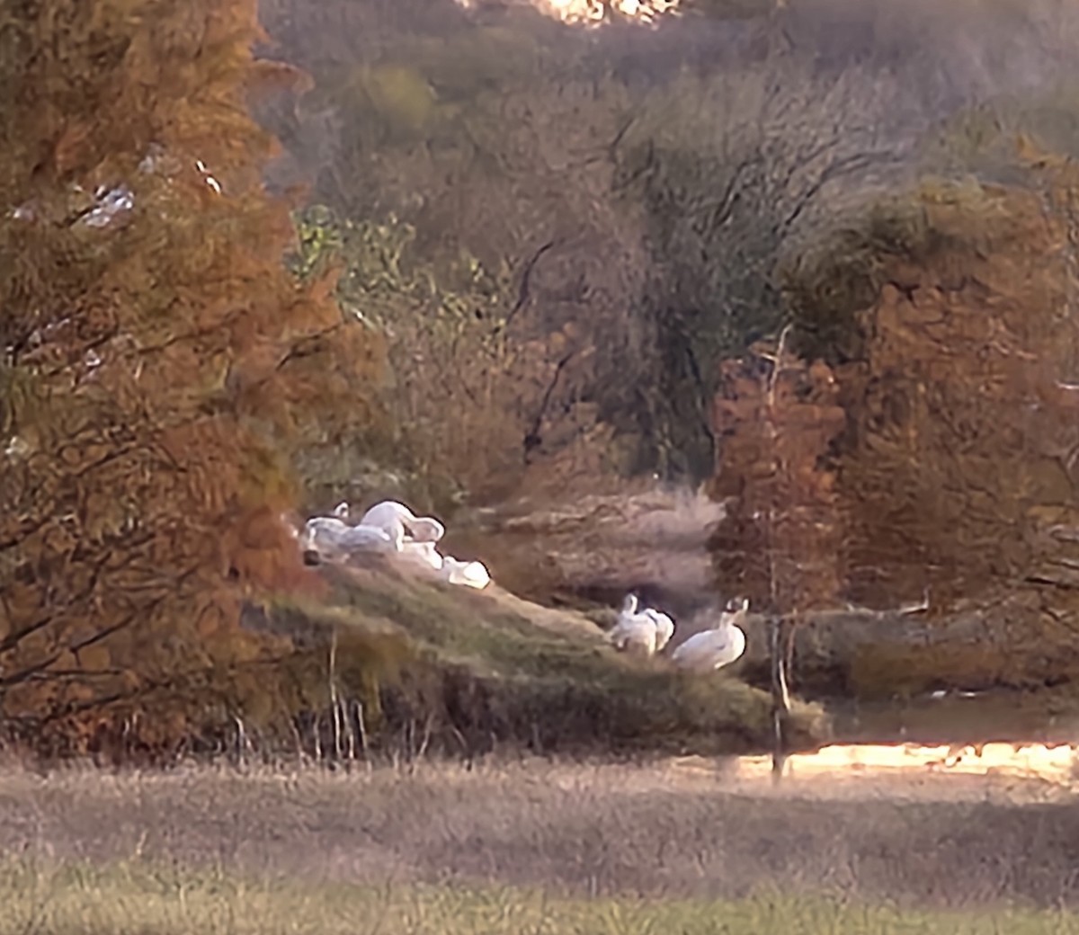 American White Pelican - ML646719514