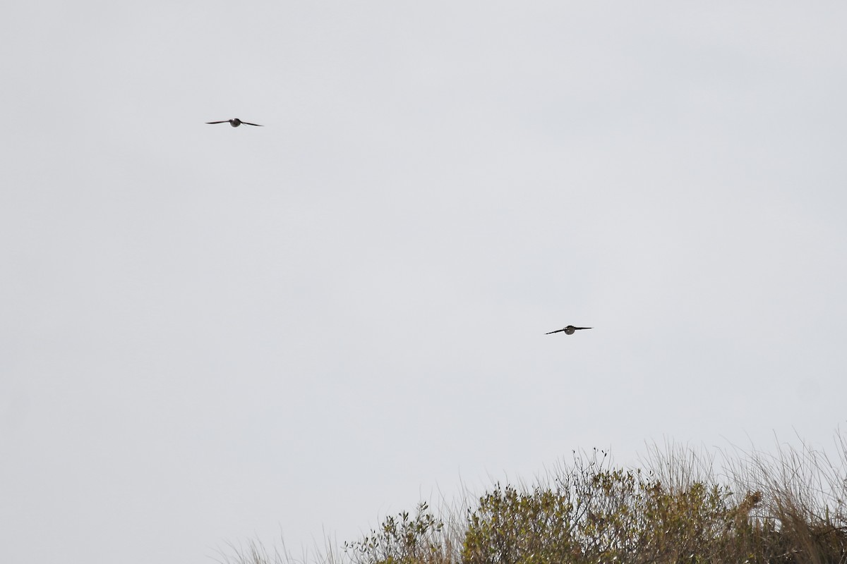 Hirondelle bicolore - ML646719515