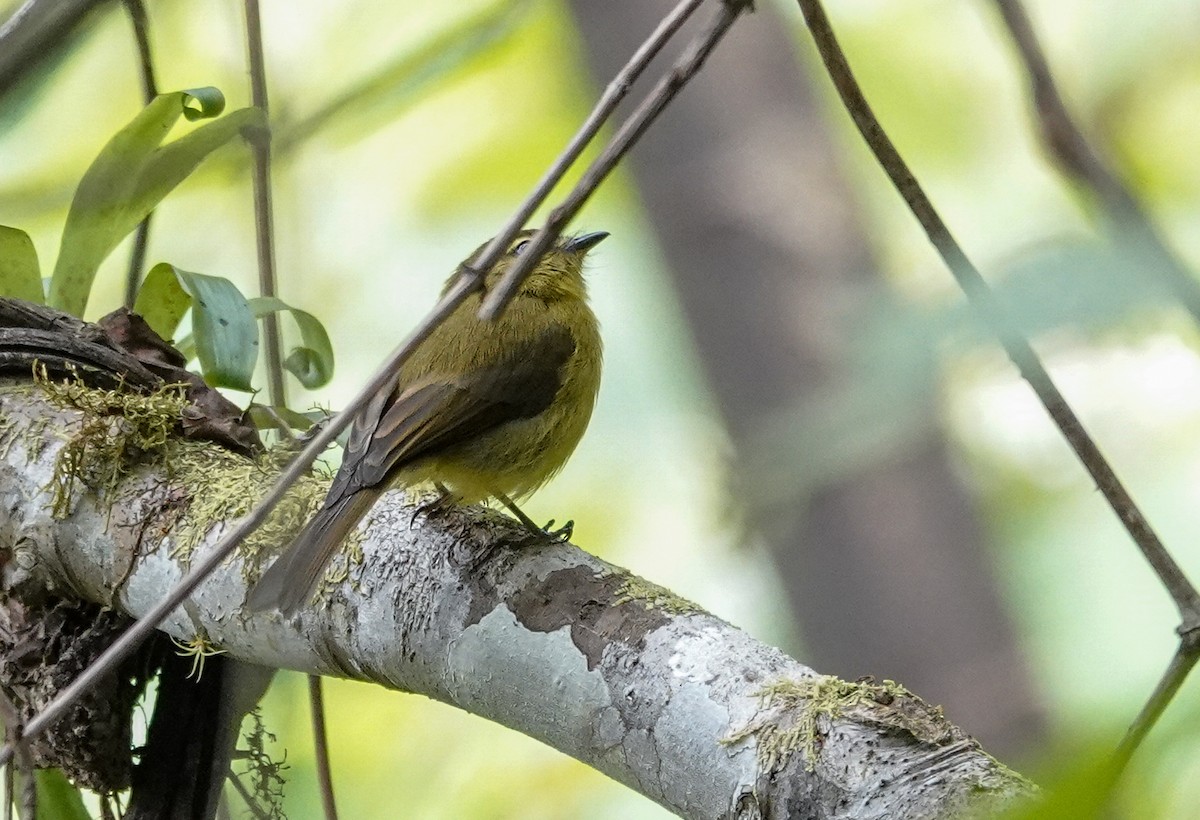 Flavescent Flycatcher - ML646719516