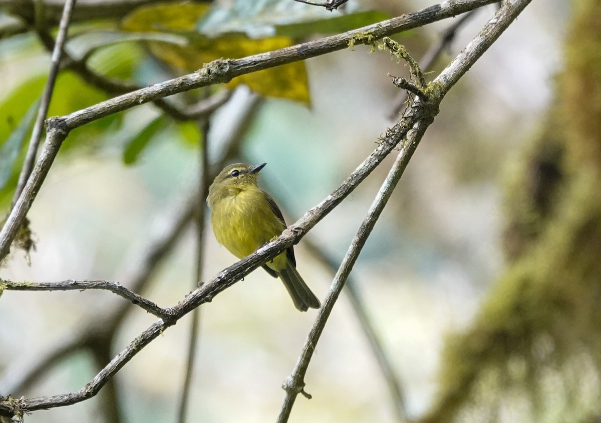 Flavescent Flycatcher - ML646719517