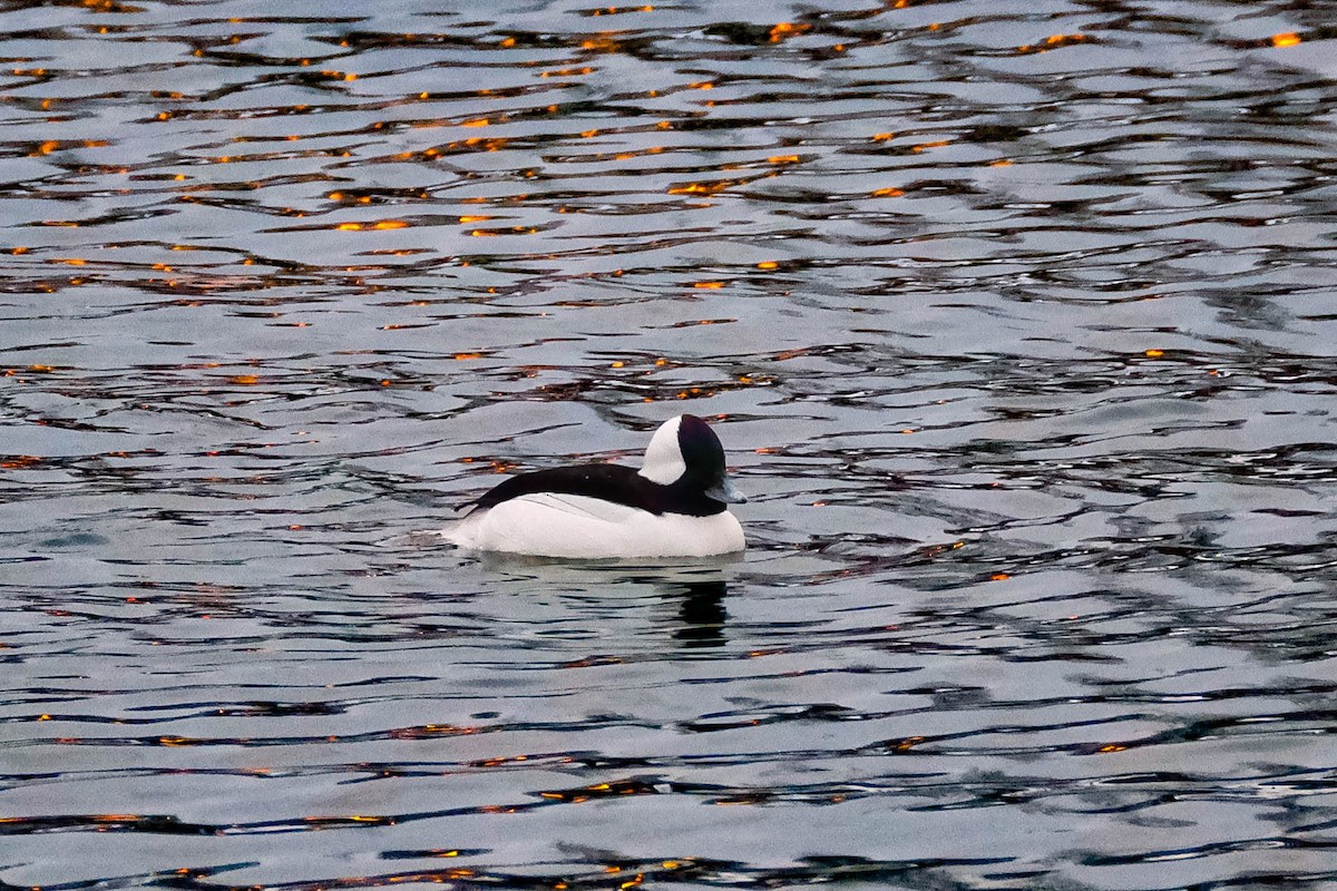 Гоголь малий - ML646719518