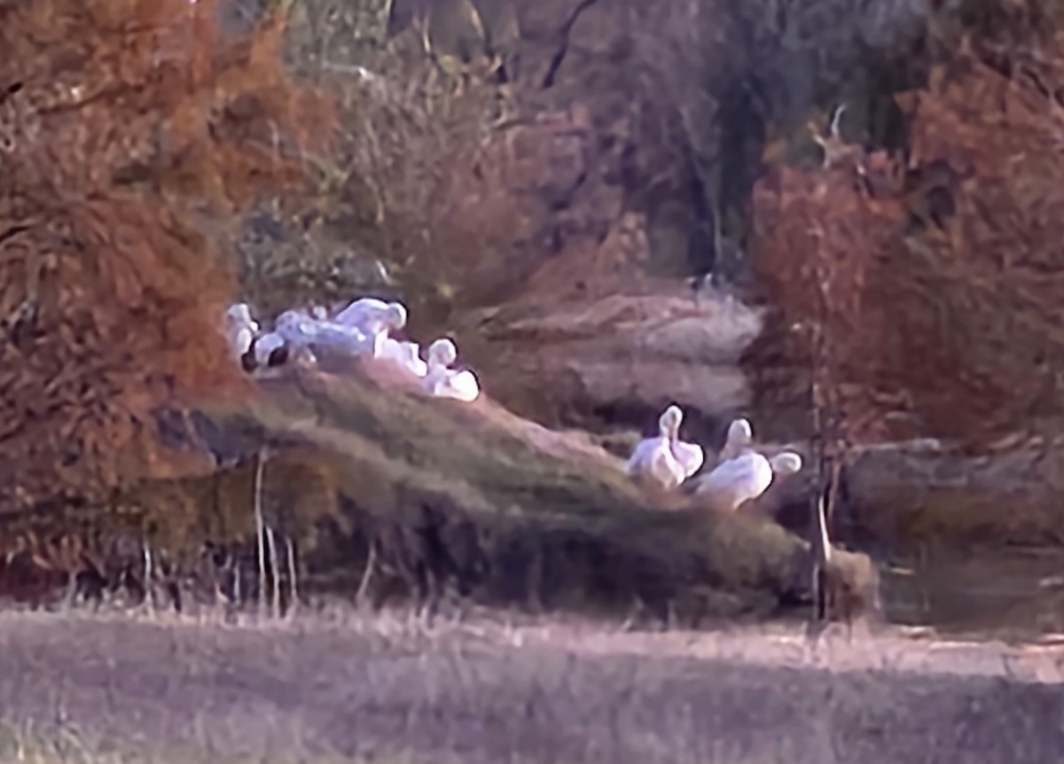 American White Pelican - ML646719519