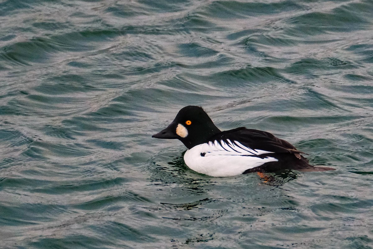 Гоголь зеленоголовий - ML646719520