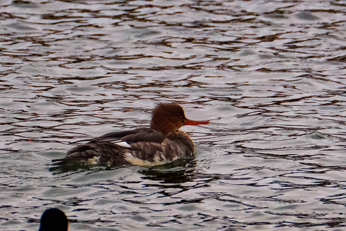 Крех середній - ML646719521