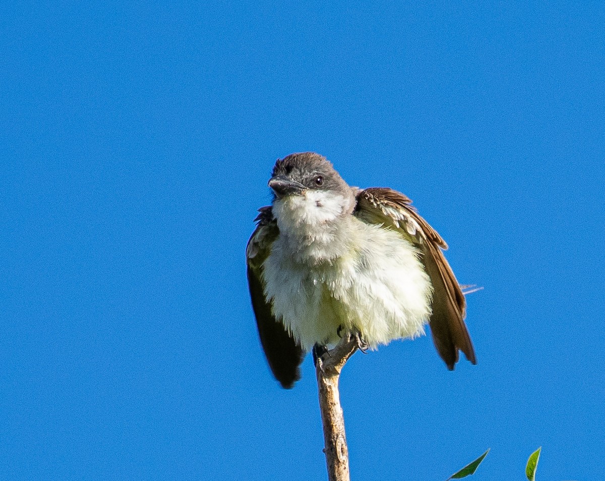 Thick-billed Kingbird - ML646719523
