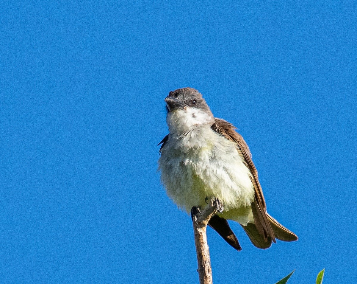 Thick-billed Kingbird - ML646719525