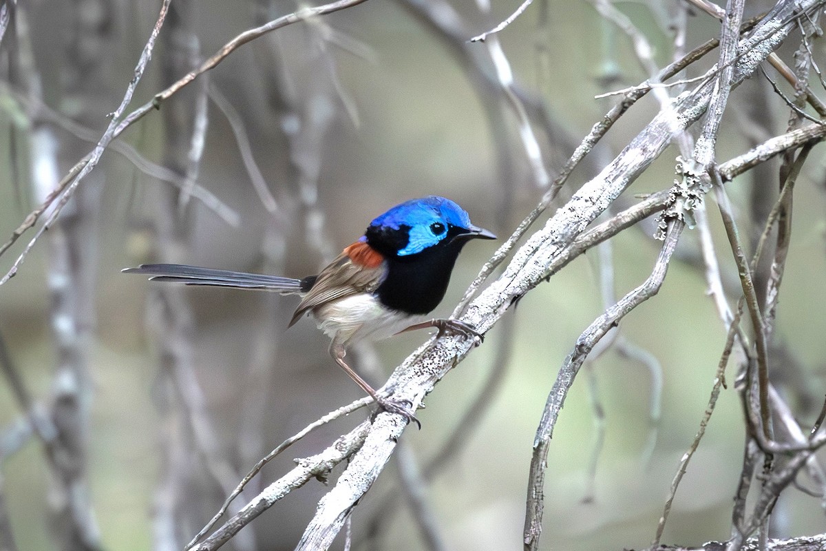 Purple-backed Fairywren - ML646719528