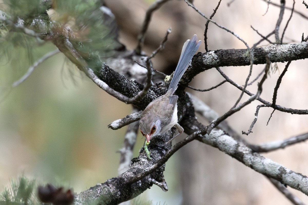 Purple-backed Fairywren - ML646719529