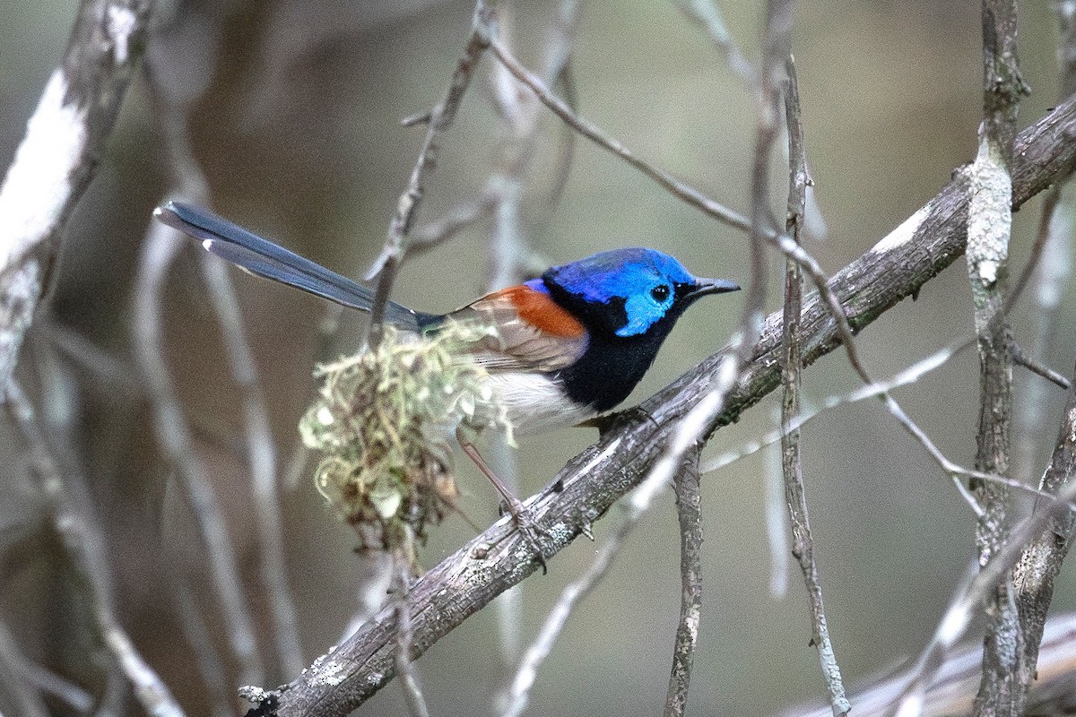 Purple-backed Fairywren - ML646719530