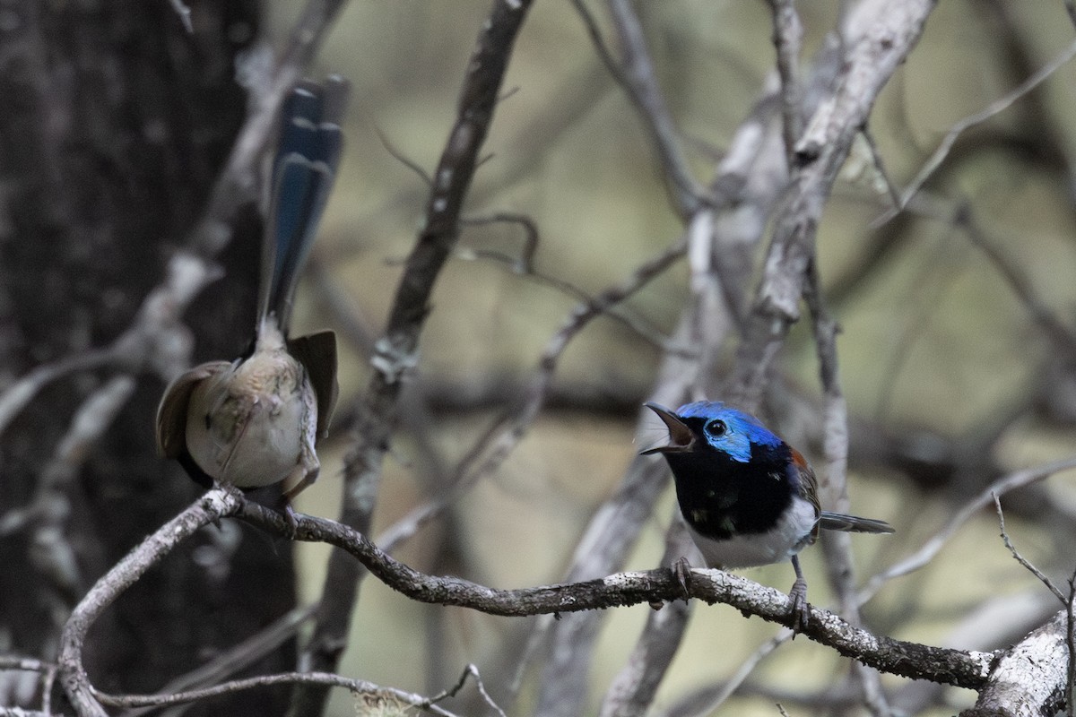 Purple-backed Fairywren - ML646719531