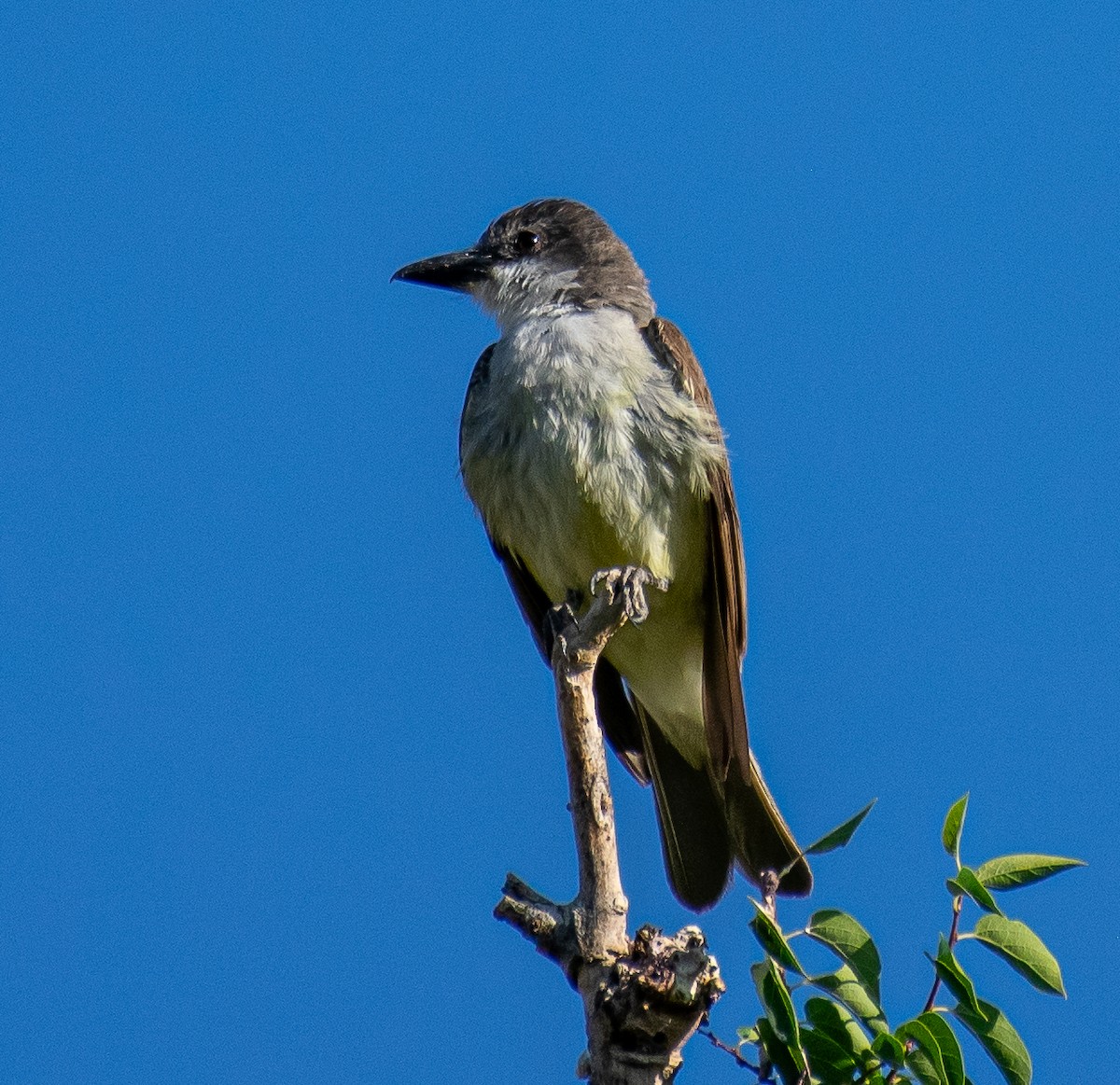 Thick-billed Kingbird - ML646719532