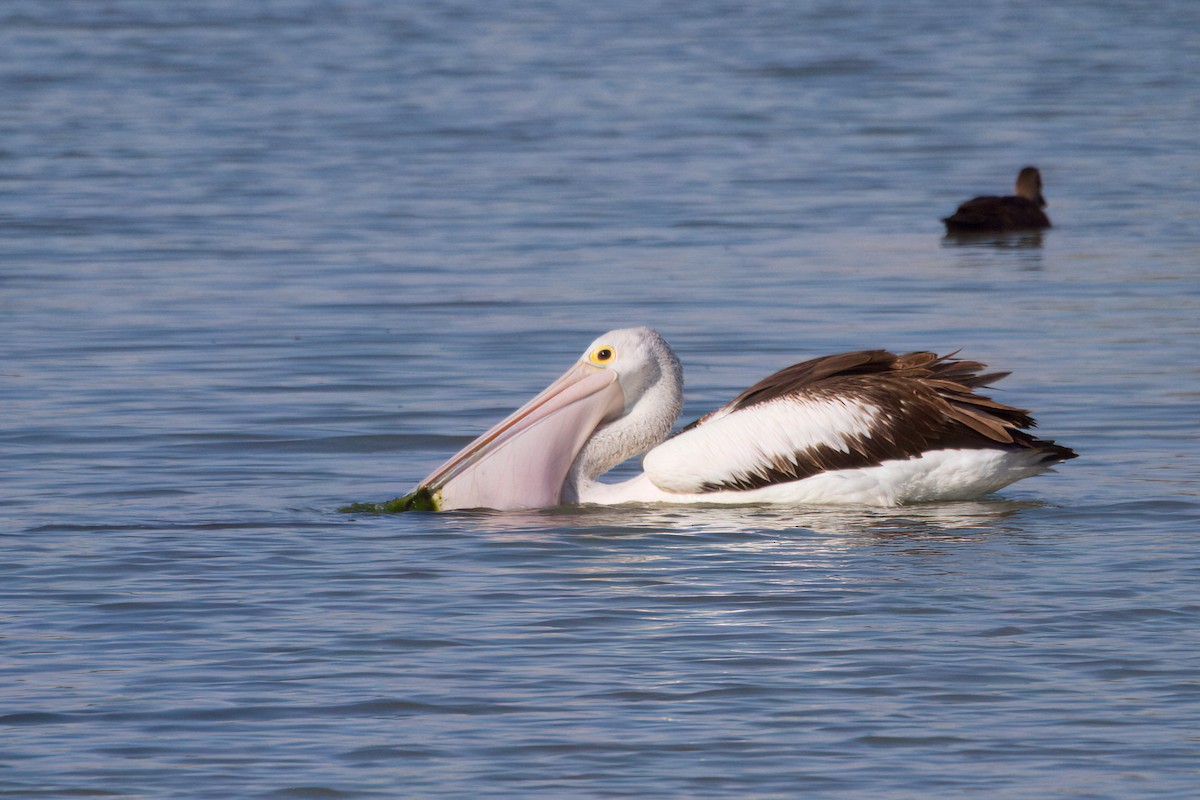Australian Pelican - ML646719533