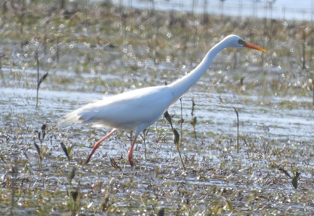 Plumed Egret - ML646719534