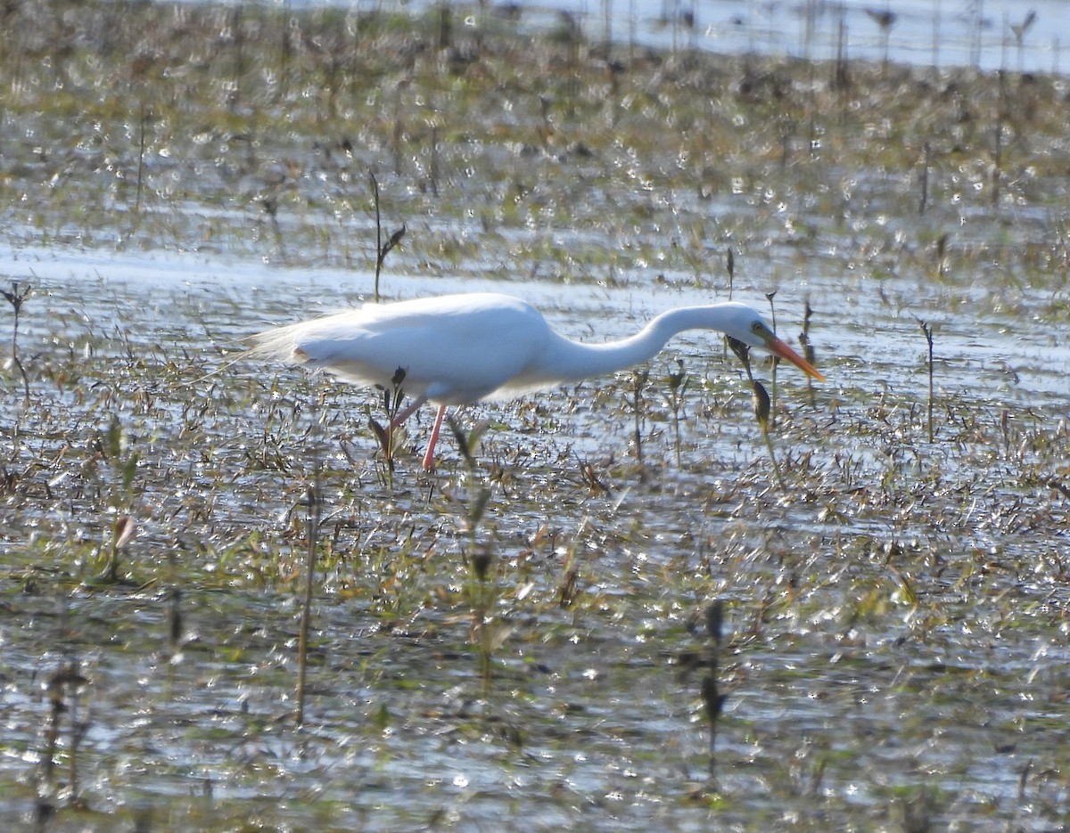 Plumed Egret - ML646719535