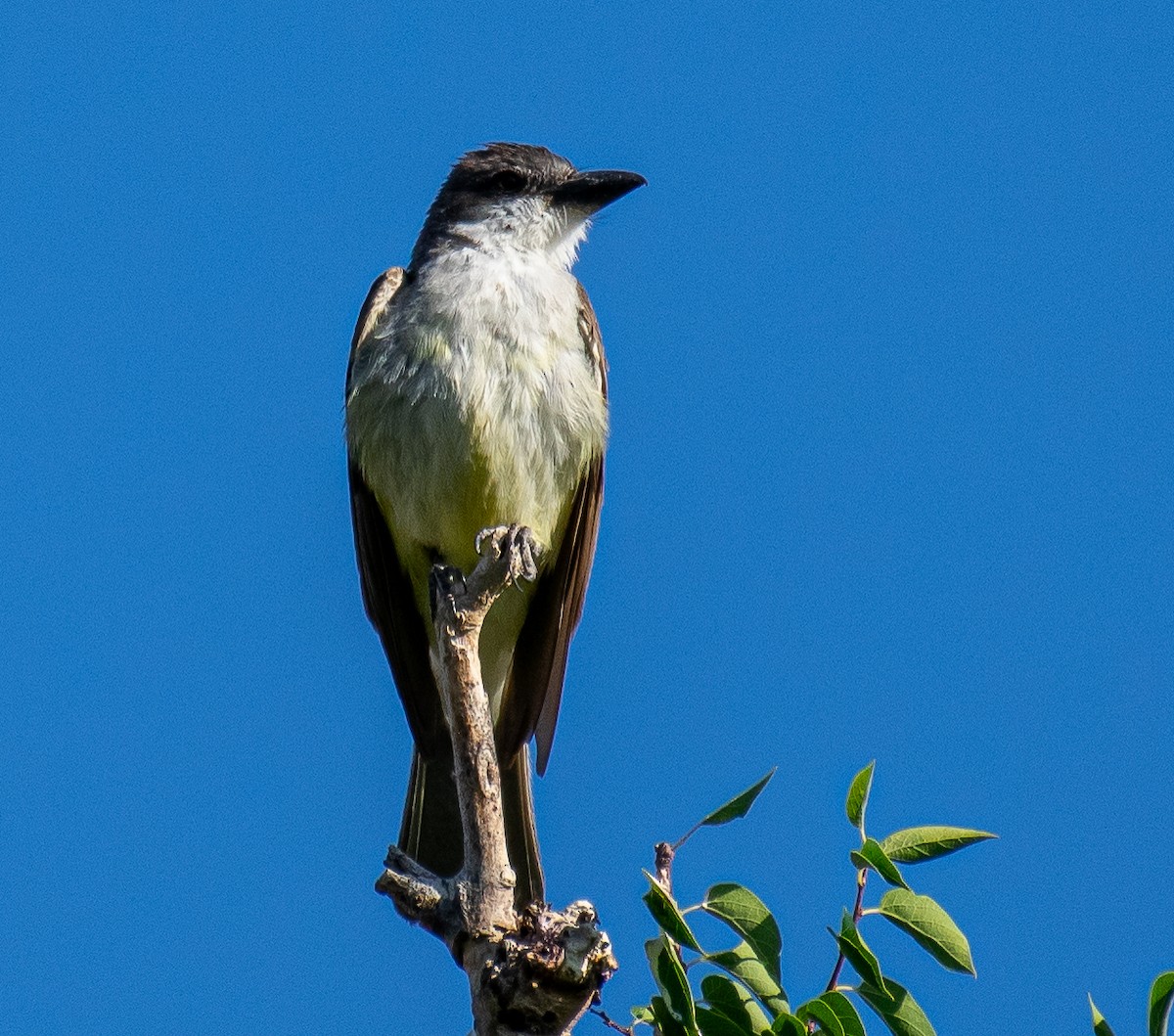 Thick-billed Kingbird - ML646719536